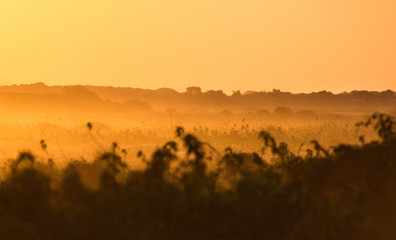 Sunset in the Pantanal region of Brazil.