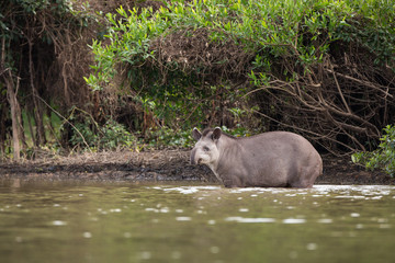 A tapir, Tapirus terrestris, crossing the Cuiaba River in the Pantanal of Brazil.