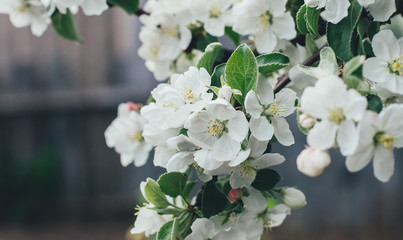 Spring bloom apple tree close-up