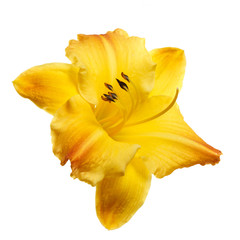 Fototapeta na wymiar Yellow daylily flower isolated on white background.