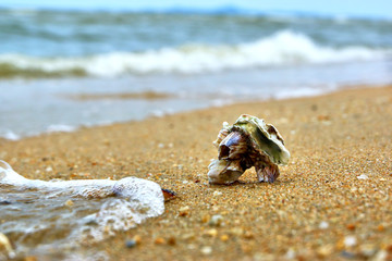 Shell near the sea