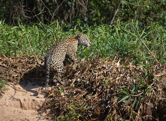 A jaguar, Panthera onca, climbing the bank of the Cuiaba River, Brazil.