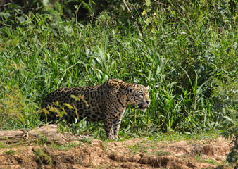 A jaguar, Panthera onca, stalking prey on the bank of the Cuiaba River, Brazil.