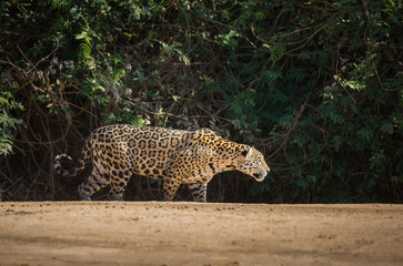 A jaguar, Panthera onca, stalking prey on the bank of the Cuiaba River, Brazil.