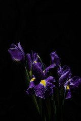 Iris flowers on a black background. Drops of water on purple flowers. Copy space.
