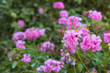 Pink geranium flower blooming in garden.