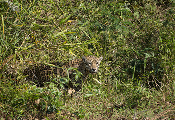 Fototapeta na wymiar A jaguar, Panthera onca, emerges from the grass on the bank of the Cuiaba River, Brazil.