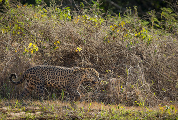 A jaguar, Panthera onca, walking on the bank of the Cuiaba River, Brazil.