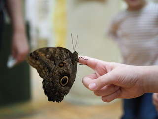 Beautiful Owl butterfly sitting on the man's hand, close up