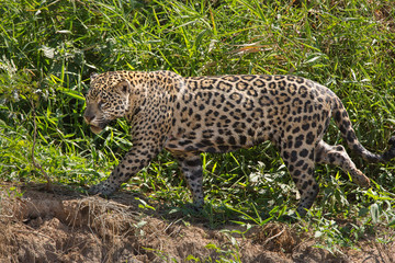 A jaguar, Panthera onca, walking in the grass in the Pantanal region of Brazil.