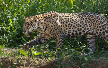 A jaguar, Panthera onca, walking in the grass in the Pantanal region of Brazil.