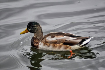 Duck swims in the water close up