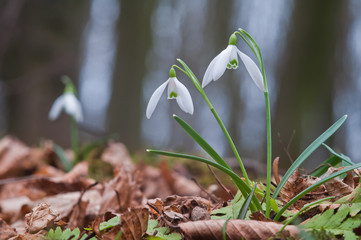 Beautiful white snowdrop flowers growing in the forest