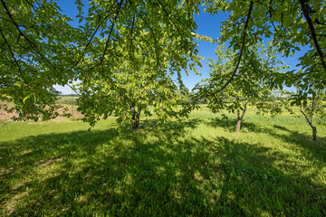Beautiful green nature landscape of Europe