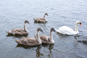 Family of mute swans (Cygnus olor) in the water, Seurasaari, Helsinki, Finland