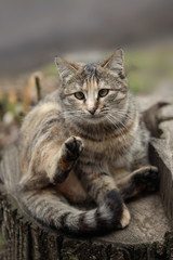 Fototapeta na wymiar Portrait of fluffy wild cat