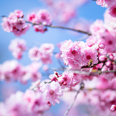 Spring Bee And Pink Blossom