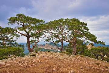 Fototapeta na wymiar Natural landscape with pine trees on a cloudy day