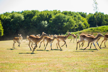 Naklejka na ściany i meble Antilope animal parc zoologique