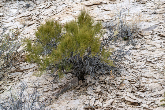 Mormon Tea (Ephedra viridis) is a gymnospem gnetophyte more closely related to conifers than flowering plants. It's deep green stems contain a stimulant that can be steeped into a ethnobotanical drink