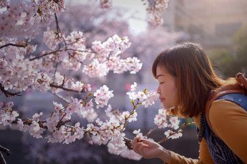 Spring Cherry blossoms, pink flowers.Beautiful spring cherry blossom with extending and connecting branches. Pastel pink background. Shallow depth of field.