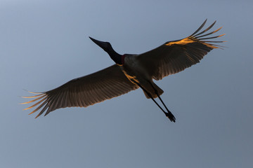 A jabiru, Jabiru mycteria, flying in the early morning light in the Pantanal region of Brazil.