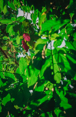 green leaves of a tree