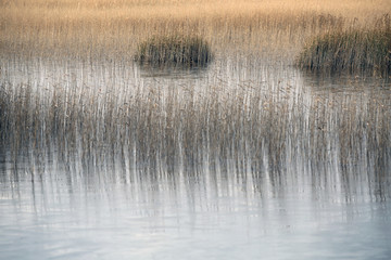  reeds in the lake