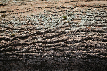  bark
