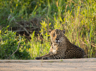 A large male jagaur, Panthera onca, lays on the sandy bank of the Cuiaba River.
