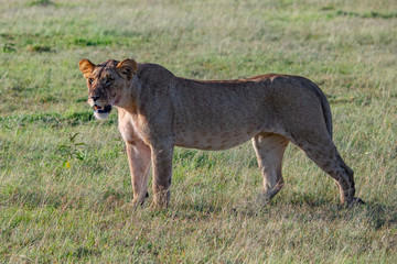 Obraz premium Lioness standing in the short grasses of the Masai mara