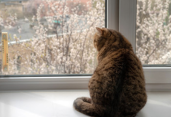 Blossoming fruit trees outside the window. A cat sits at the window in the spring. Selective focus.