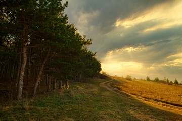 Fototapeta premium Dirt road through the meadow next to the forest