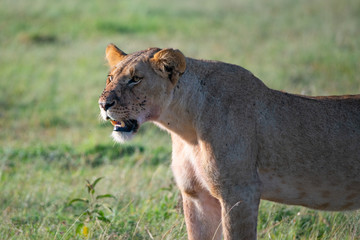 portrait of a lioness panthera leo