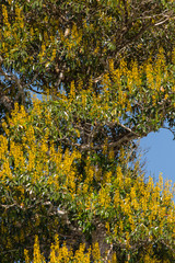 Obraz premium Yellow flowers of the Vochysia divergens along the Cuiaba River in the Pantanal.