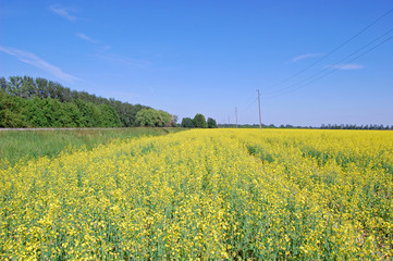 Beautiful green nature landscape of Europe