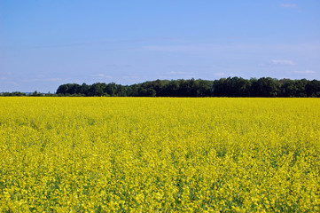 Obraz premium Beautiful green nature landscape of Europe