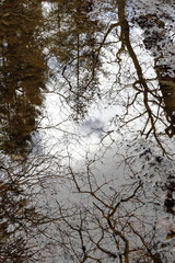 reflection of a forests in the ardennes belgiumin a beautiful natural area