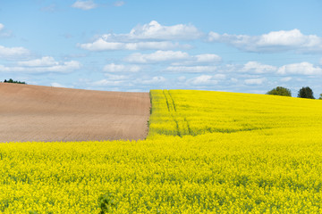 Beautiful green nature landscape of Europe