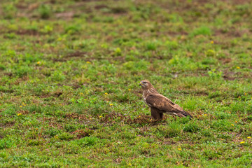 Obraz na płótnie Canvas Common buzzard - Buteo buteo on the ground