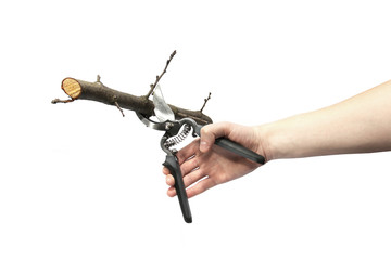 Secateurs in hand on a white background. Garden tools