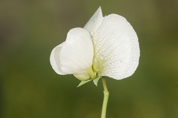 Lathyrus odoratus sweetpea is a cultivated species of white flowers that is sometimes found wild as a reminder of a nearby crop