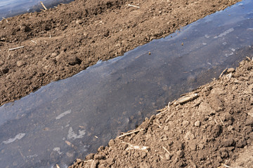 Vegetable Beds Covered with Biodegradable Plastic Mulch Films