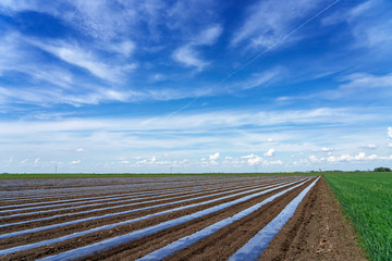 Blue Sky Over Rows of Vegetable Beds Covered in Plastic Mulch on a Farmland