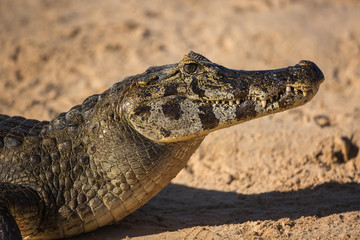 Obraz premium Portrait of a caiman, Caiman latirostris, on the bank of the Cuiaba River.