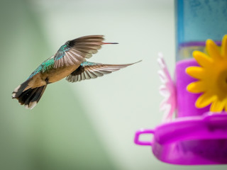 small bird in flight © Rodrigo