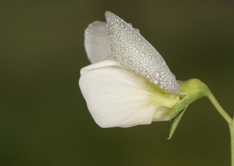 Lathyrus odoratus sweetpea is a cultivated species of white flowers that is sometimes found wild as a reminder of a nearby crop