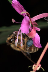 Bee, Apis, Blossom, Willowherb, Epilobium angustifolium, Thuringia, Germany, Europe