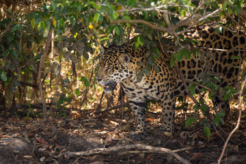A jaguar, Panthera onca, walking through the jungle in the Pantanal region of Brazil.