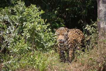 A jaguar, Panthera onca, emerges from the jungle in the Pantanal region of Brazil.